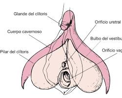 Diagrama de anatomía femenina puntos sensibles