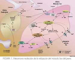 flujo de estimulacion masculina